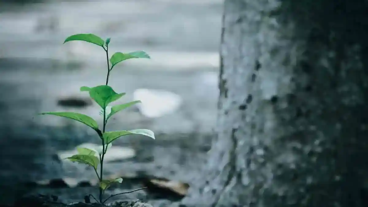 Direito ambiental: como funciona esse ramo do direito no Brasil